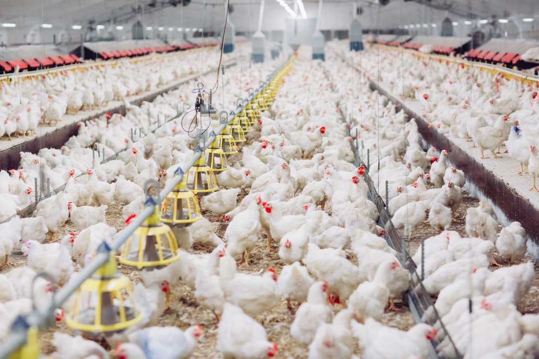 Conventionally Raised Chickens