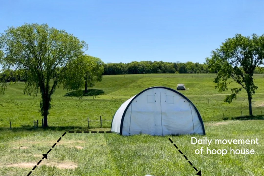 Pasture-Raised Low-Pufa Regenerative Chicken Standards and Protocol