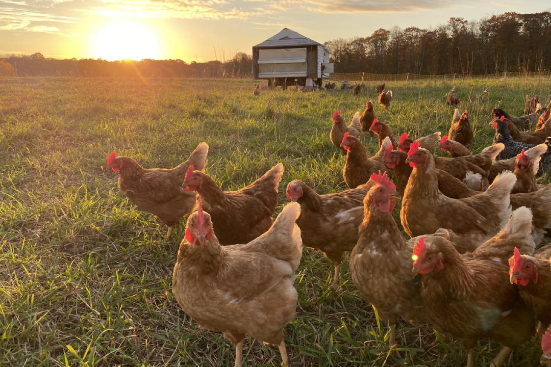 Pasture-Raised Low-Pufa Free Range Chickens Apsey Farms
